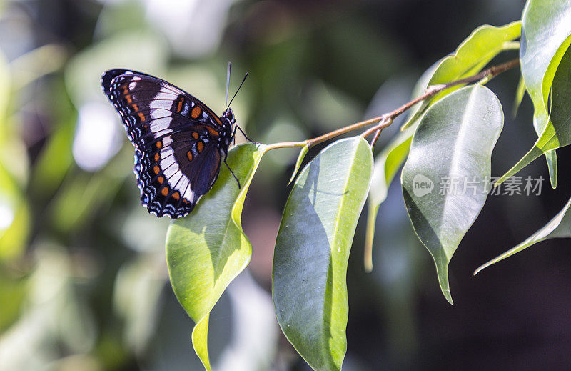 红斑紫蝶(Limenitis arthemis astyanax)